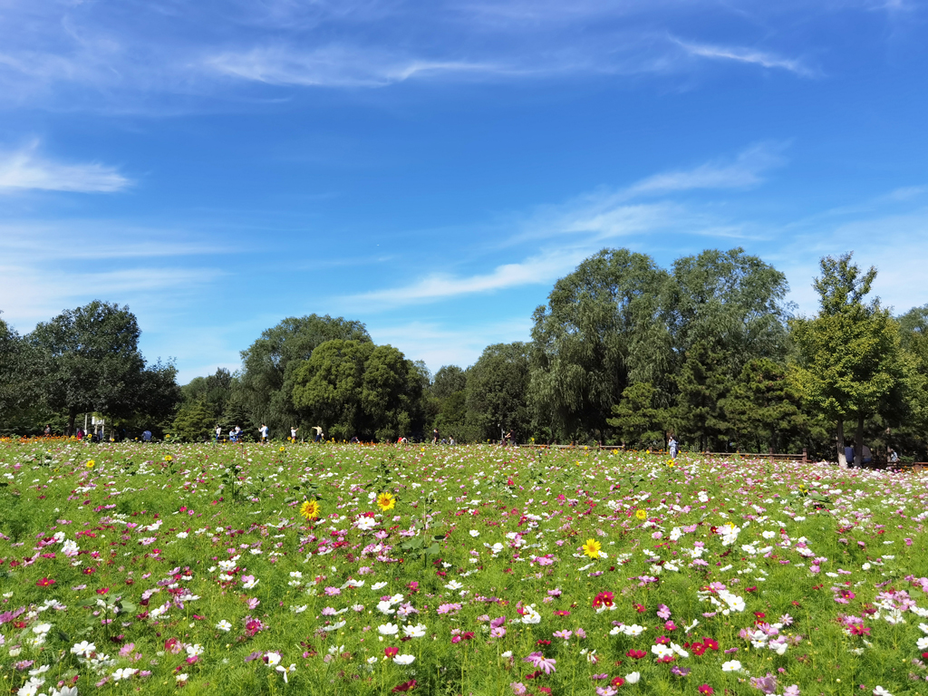 北京奧林匹克森林公園綠化養(yǎng)護項目